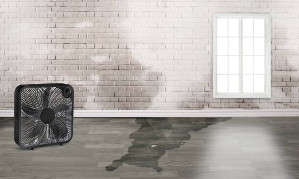 Best Professional water damage repair  in Ocean Ridge, FL